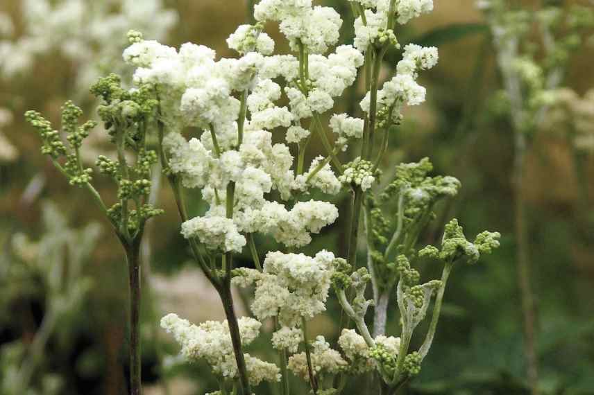 filipendule blanche, filipendula blanche, reine des prés blanche, reine des prairies blanche