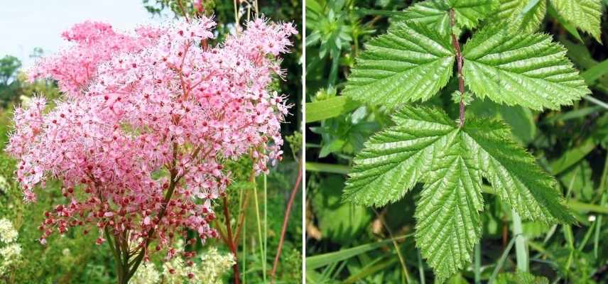 filipendule rose, filipendula rose, reine des prés rose, reine des prairies rose