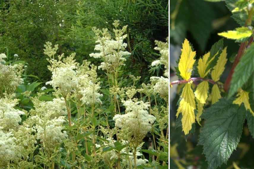 filipendule blanche, filipendula blanche, reine des prés blanche, reine des prairies blanche