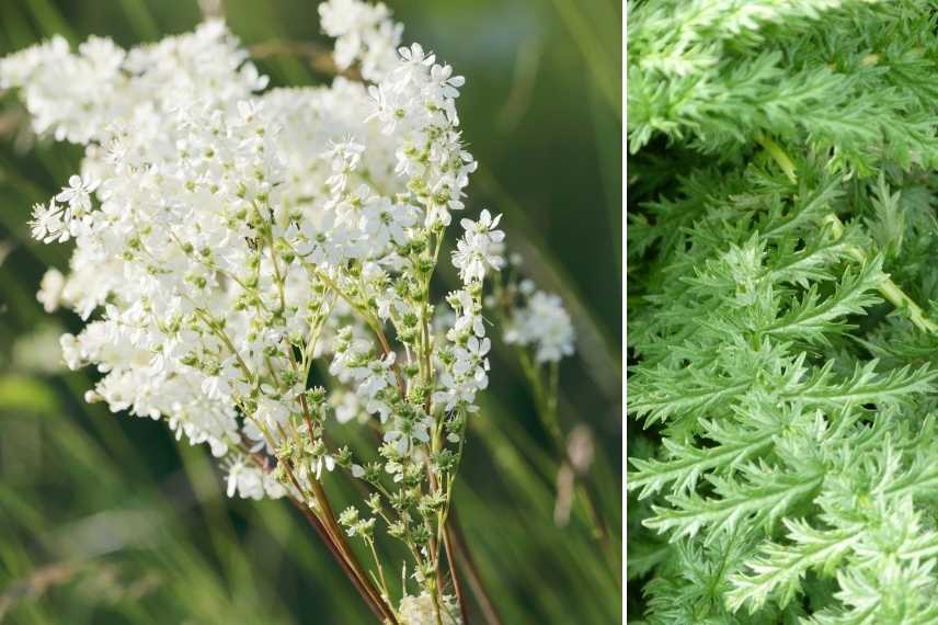 filipendule blanche, filipendula blanche, reine des prés blanche, reine des prairies blanche