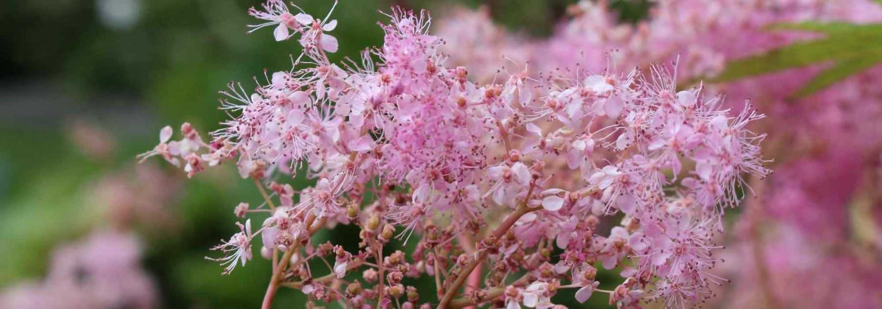 Filipendules à fleurs roses : 6 variétés à découvrir