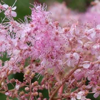 Filipendules à fleurs roses : 6 variétés à découvrir