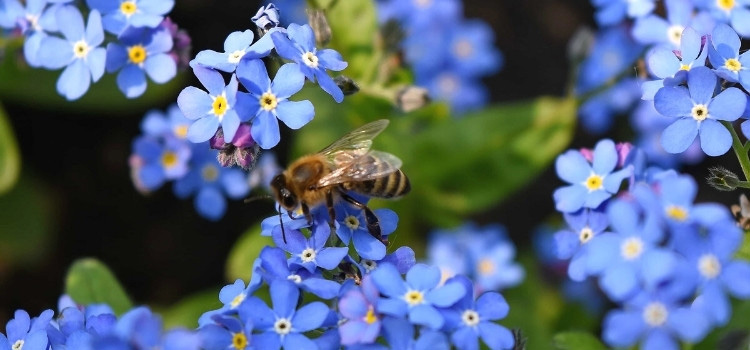 Insectes pollinisateurs : comment les fleurs les attirent-elles