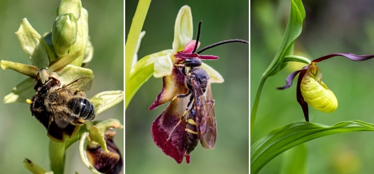 Insectes pollinisateurs : comment les fleurs les attirent-elles