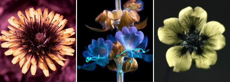 Insectes pollinisateurs : comment les fleurs les attirent-elles