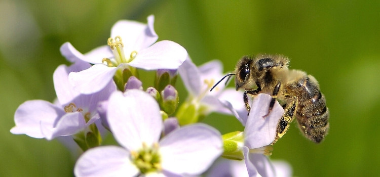 Insectes pollinisateurs : comment les fleurs les attirent-elles