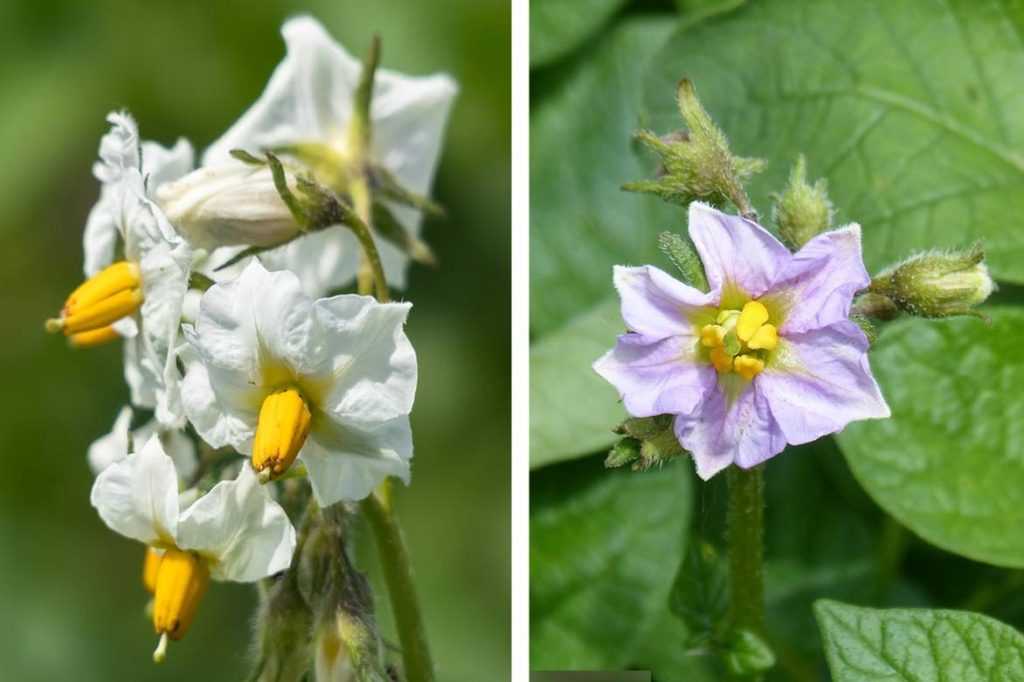 La pomme de terre plantation, culture, récolte