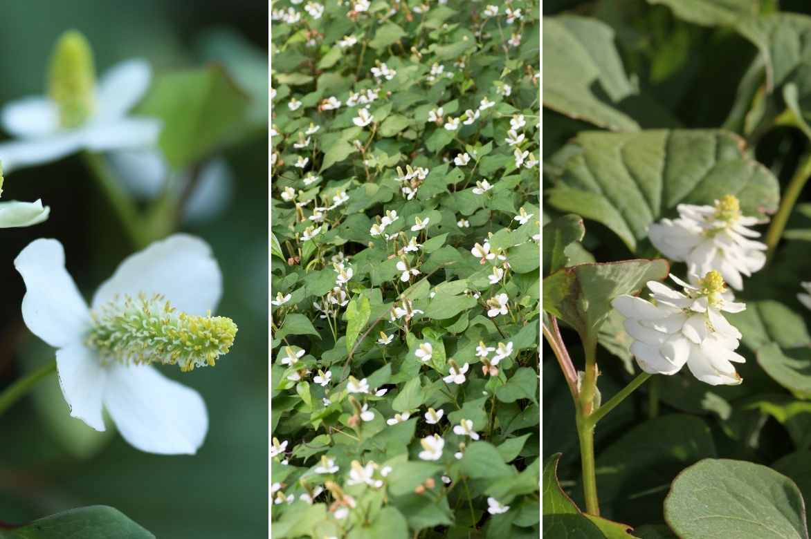 Houttuynia cordata, poivrier de Chine, couvre sol, couvre-sol