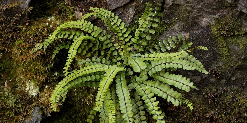 Le feuillage de la fougère Asplenium trichomanes