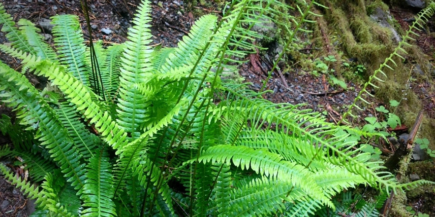 Les frondes du Blechnum en épi