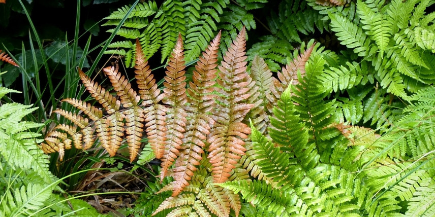 Le feuillage du Dryopteris erythrosora