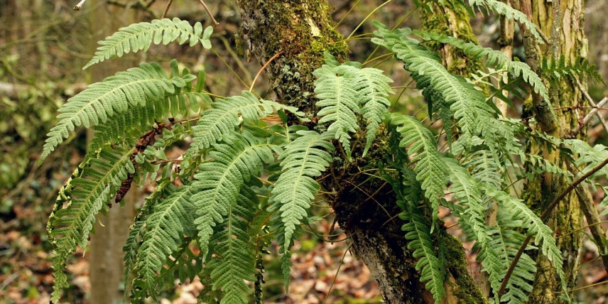 Les frondes du Polypode commun