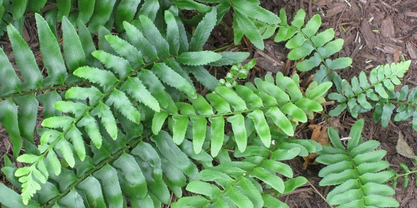 Le feuillage de la fougère de Noël - Polystichum acrostichoides