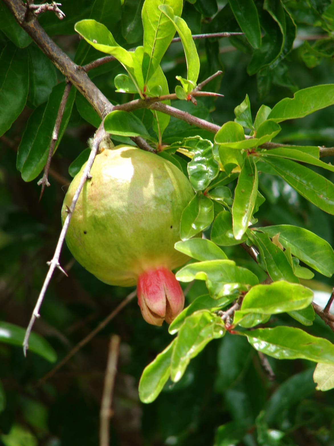 grenadier Punica granatum