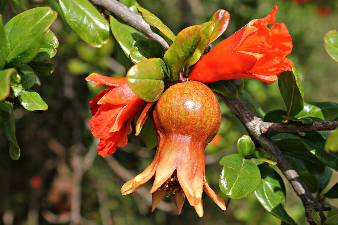 grenadier Punica granatum