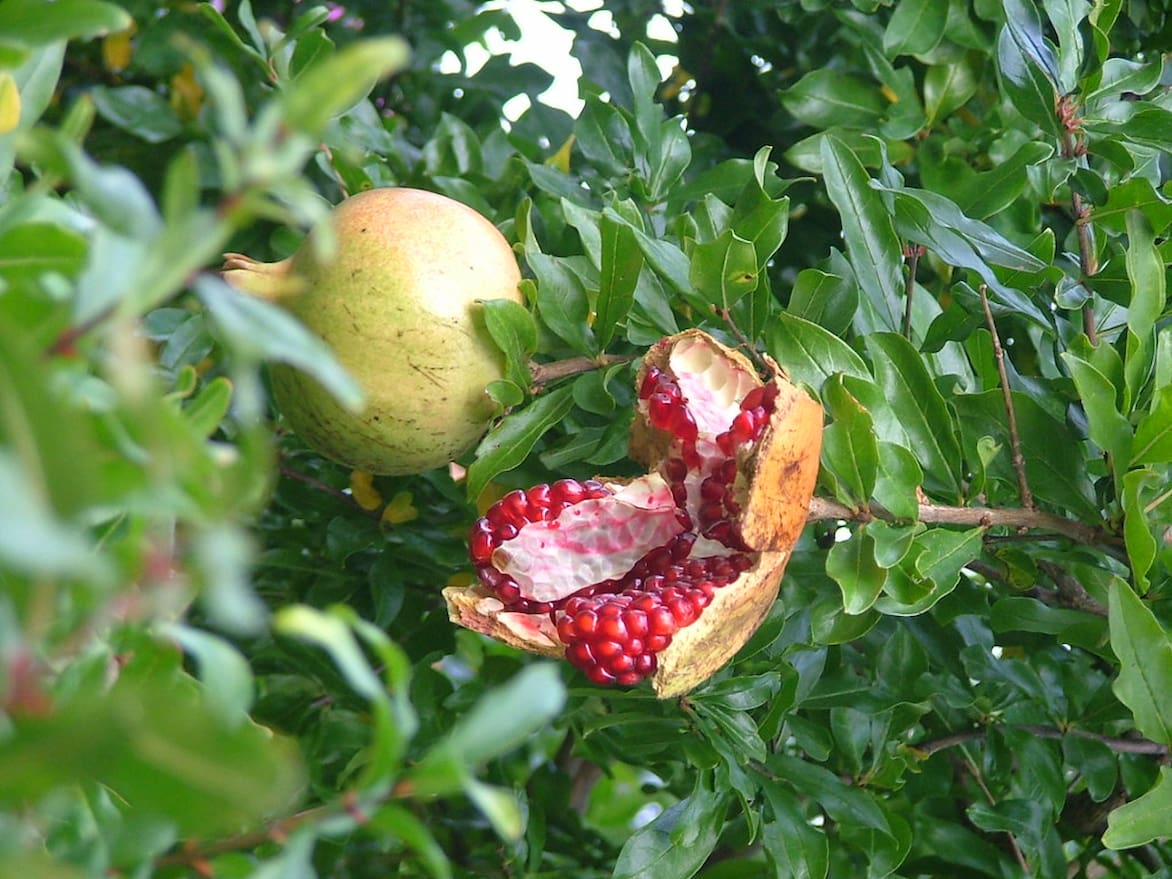 Le grenadier : un arbre fruitier décoratif