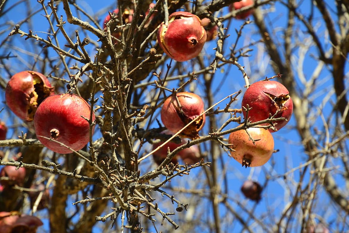 grenadier Punica granatum