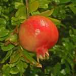 Le grenadier à fruits : planter, cultiver, récolter