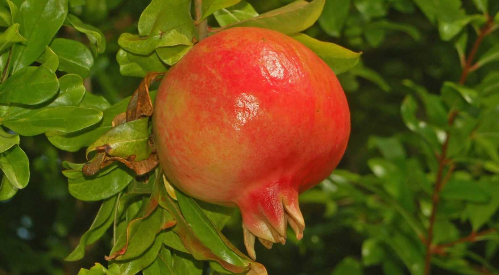 Le grenadier à fruits : planter, cultiver, récolter