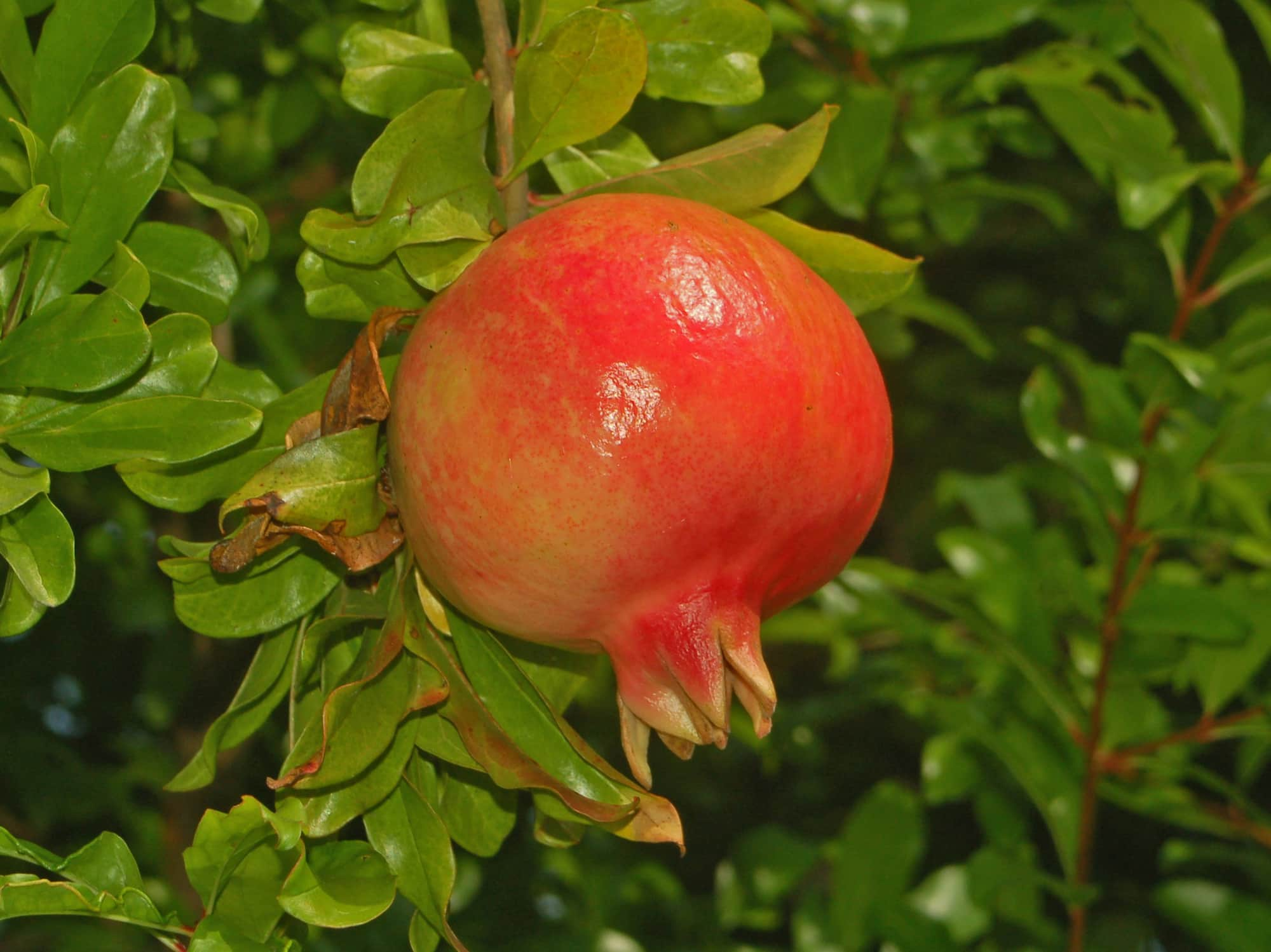 Un Bouquet De Fruits Aspergé D'eau