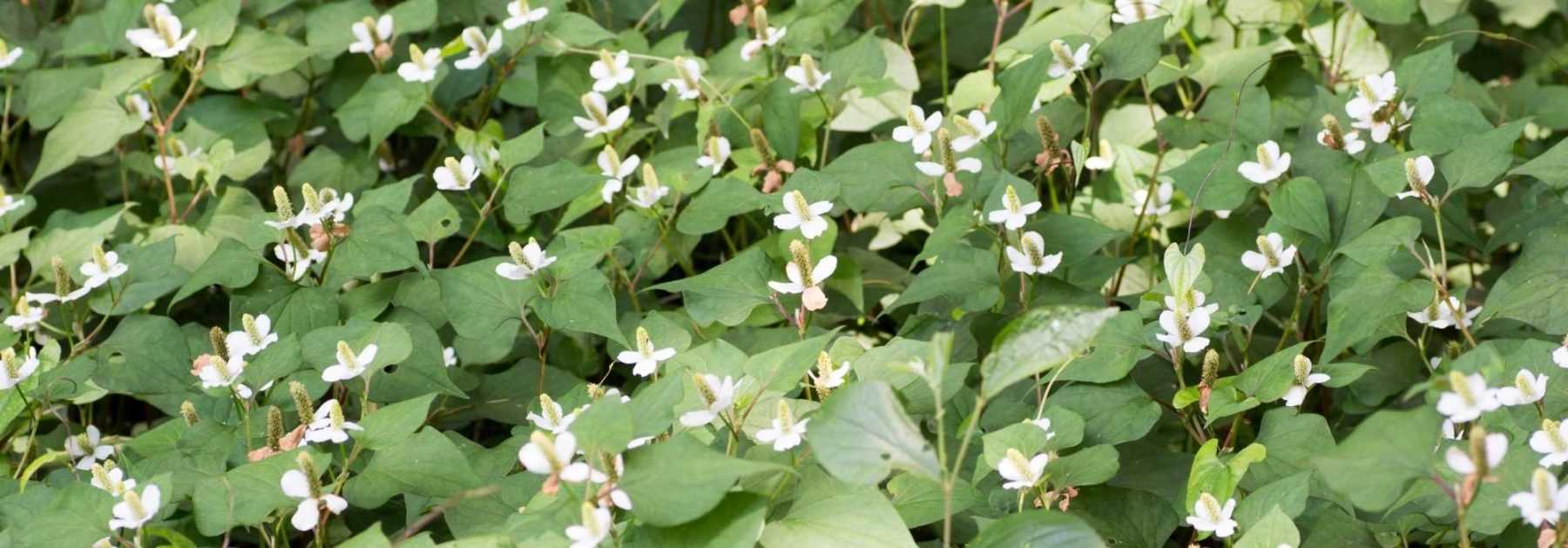 Houttuynia cordata, Poivre de Chine : planter, cultiver