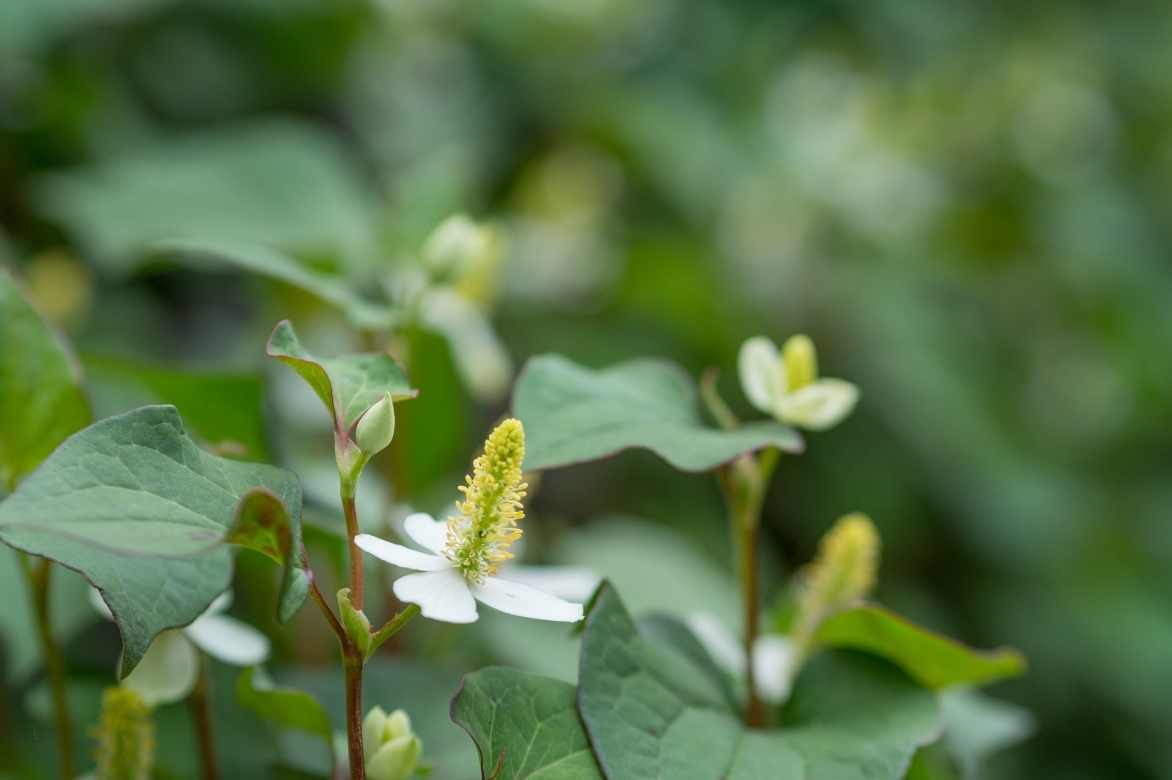 Houttuynia cordata, poivrier de Chine, couvre sol, couvre-sol