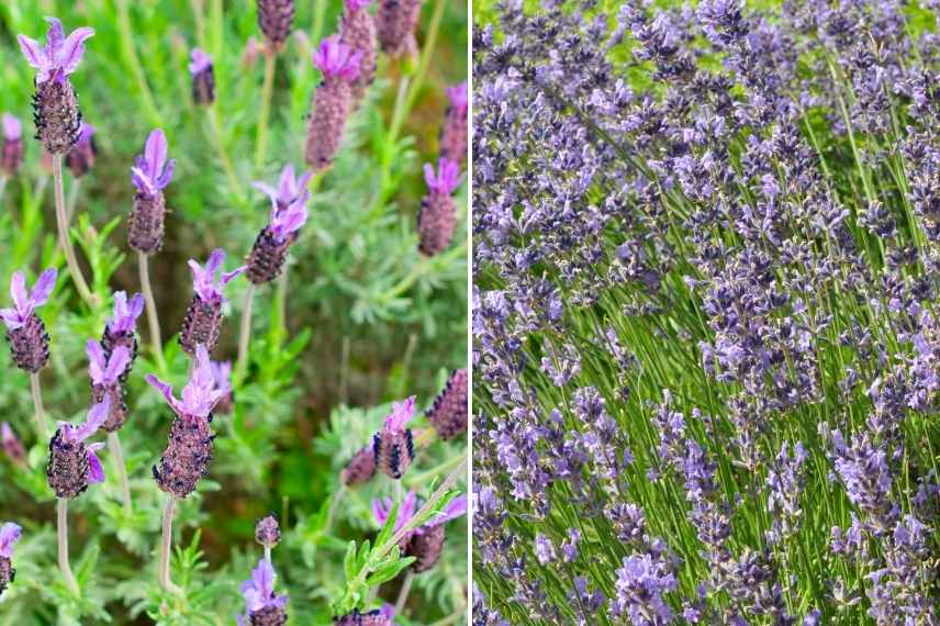 jardin 4 saisons, jardin beau toute l année, jardin par saisons