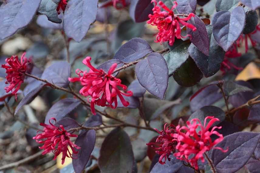 arbuste pourpre, plante pourpre, arbuste feuille noire, arbuste feuillage foncé, arbuste feuillage sombre, feuillage pourpre, feuille pourpre, Loropetalum rouge foncé, Loropetalum sombre