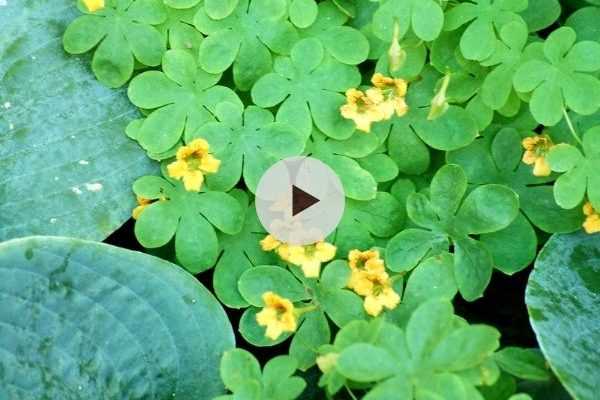 Maîtriser la capucine grimpante (Tropaeolum ciliatum)