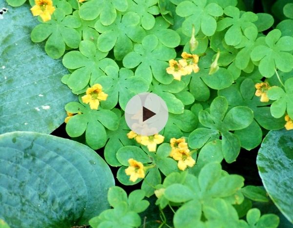 Maîtriser la capucine grimpante (Tropaeolum ciliatum)