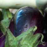 Aubergine : les meilleures variétés