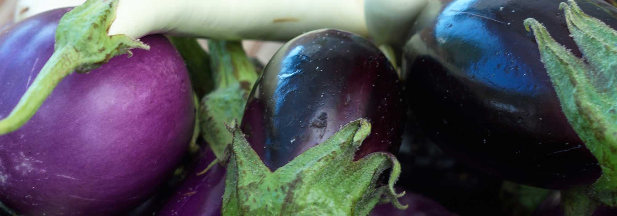 Aubergine : les meilleures variétés