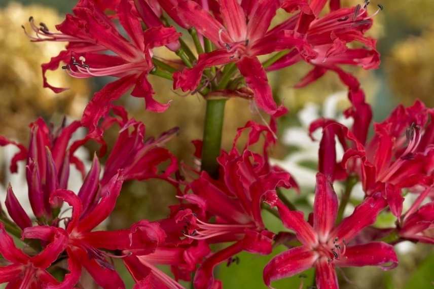 Nerine, Lis de Jersey, Lis de Guernesey, Lys de Jersy, Lys de Guernesey, Nerine varietes, Nerines choisir