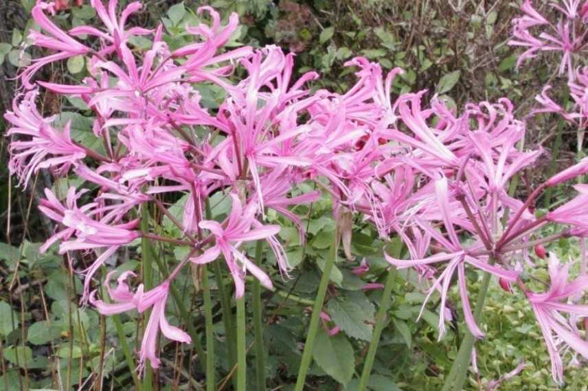 Nerine, Lis de Jersey, Lis de Guernesey, Lys de Jersy, Lys de Guernesey, Nerine varietes, Nerines choisir