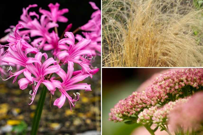 Nerines associer, Nérines associations, Lis de Jersey, Lys de Jersey, Lys de Guernesey, Lis de Guernesey