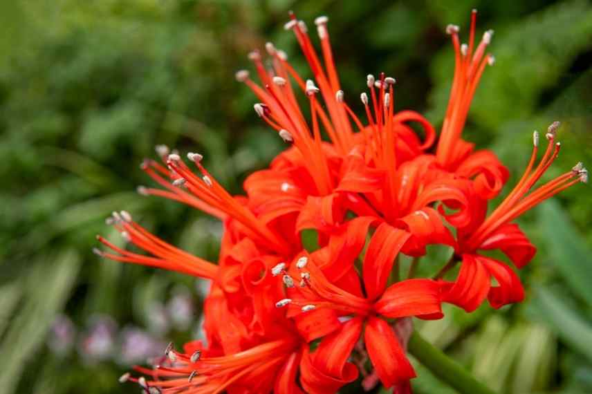 Nerine, Lis de Jersey, Lis de Guernesey, Lys de Jersy, Lys de Guernesey, Nerine varietes, Nerines choisir