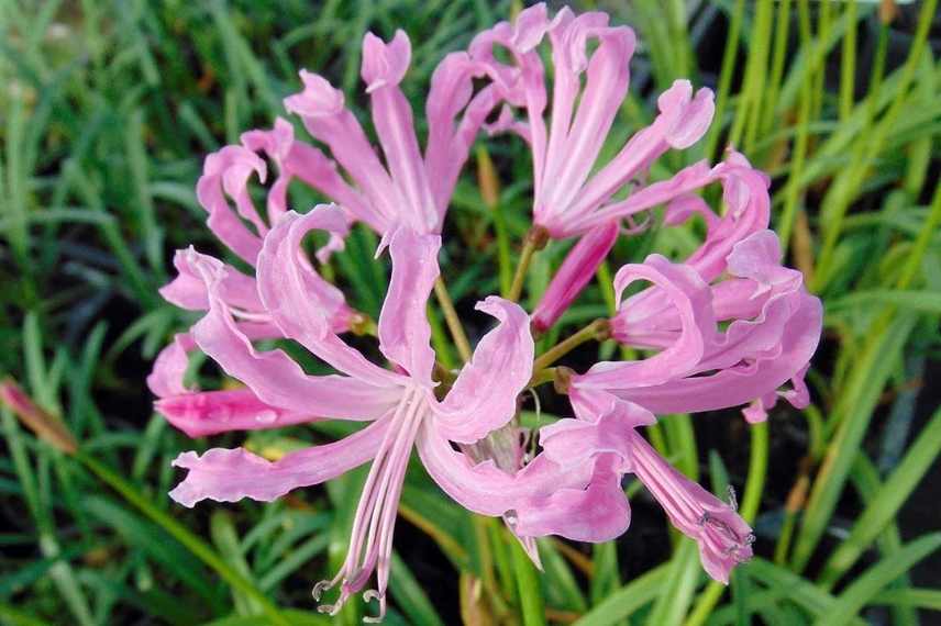 Nerine, Lis de Jersey, Lis de Guernesey, Lys de Jersy, Lys de Guernesey, Nerine varietes, Nerines choisir