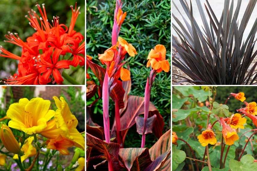 Nerines associer, Nérines associations, Lis de Jersey, Lys de Jersey, Lys de Guernesey, Lis de Guernesey