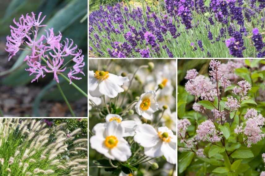 Nerines associer, Nérines associations, Lis de Jersey, Lys de Jersey, Lys de Guernesey, Lis de Guernesey