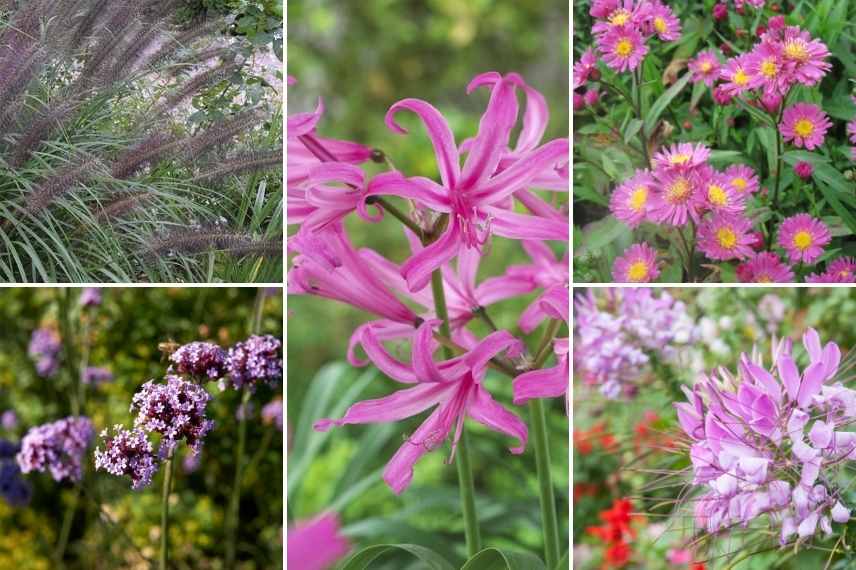 Nerines associer, Nérines associations, Lis de Jersey, Lys de Jersey, Lys de Guernesey, Lis de Guernesey