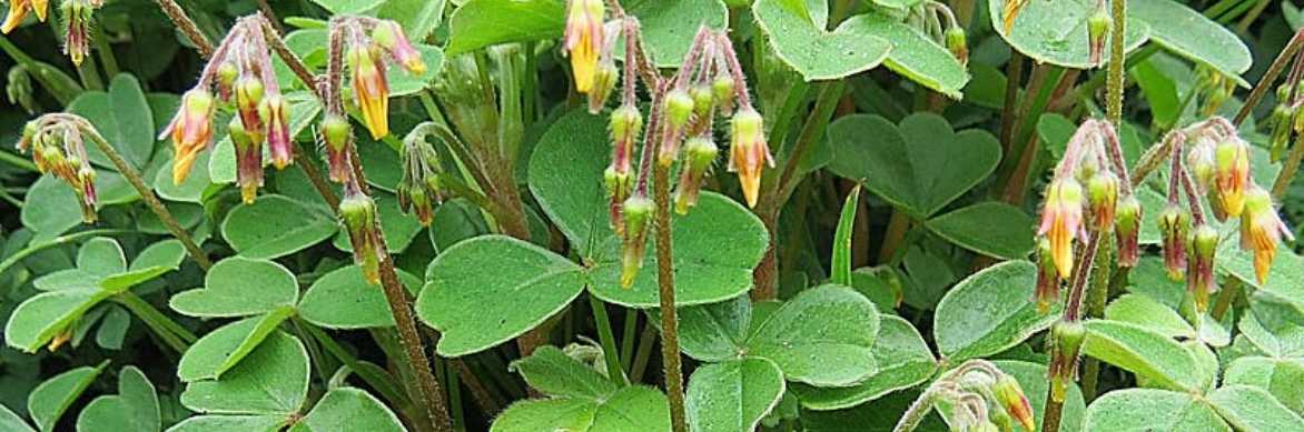 oca du pérou, oxalis tuberosa, légume ancien