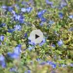 La Buglosse toujours verte ou Pentaglottis sempervirens