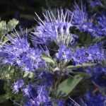 Quand et comment tailler un Caryopteris ?