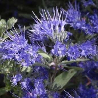 Quand et comment tailler un Caryopteris ?