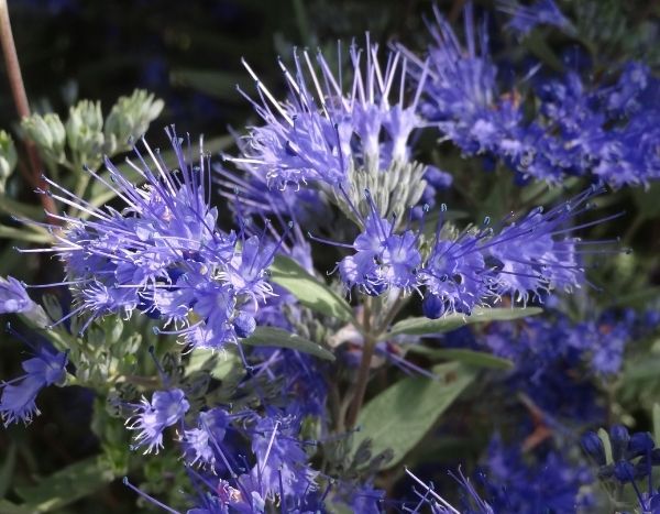 Quand et comment tailler un Caryopteris ?