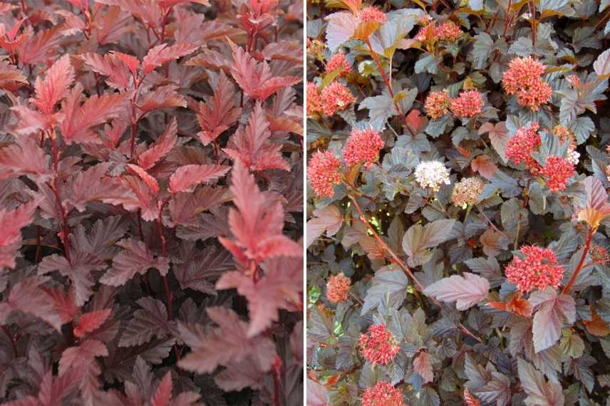 arbuste pourpre, plante pourpre, arbuste feuille noire, arbuste feuillage foncé, arbuste feuillage sombre, feuillage pourpre, feuille pourpre