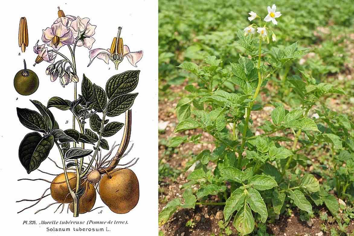 Plant de pomme de terre