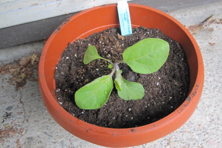 Plantation de l'aubergine en pot