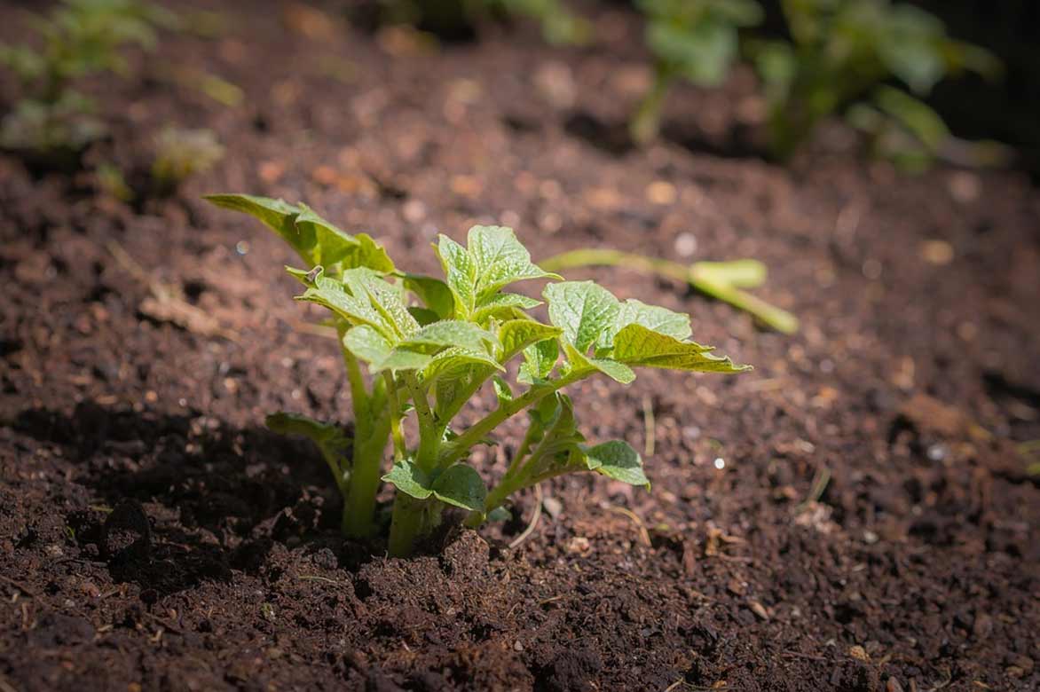 Plantation de la pomme de terre