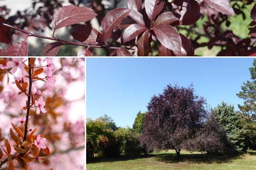 arbre feuillage pourpre, arbre feuilles pourpres, arbre feuillage foncé, arbre feuillage sombre, arbre feuilles foncés, arbre feuille rouge, arbres feuillage rouge